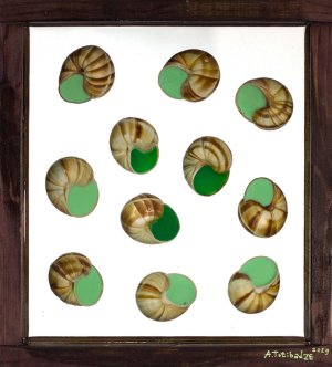 11 snails, 2019.