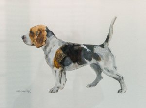 Beagle, 2018.