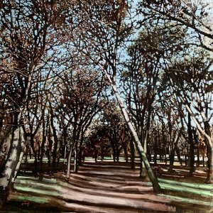 Forest, 2022
