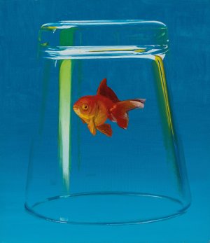 Goldfish 3. 2018
