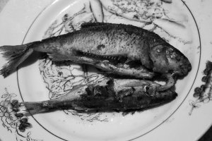 Old Duck. Photo series. 2013