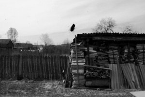 Old Duck. Photo series. 2013